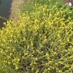 GENISTA pilosa 'Goldilocks' - Genêt duveteux, genêt des sables'Goldilocks'