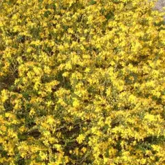 GENISTA pilosa 'Goldilocks' - Genêt duveteux, genêt des sables'Goldilocks'