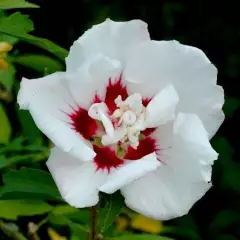 HIBISCUS syriacus 'Speciosus' - Althea hibiscus, Mauve en arbre