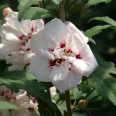 HIBISCUS syriacus 'Speciosus' - Althea hibiscus, Mauve en arbre