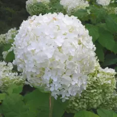 HYDRANGEA arborescens 'Grandiflora' - Hortensia de Virginie