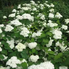 HYDRANGEA arborescens 'Grandiflora' - Hortensia de Virginie