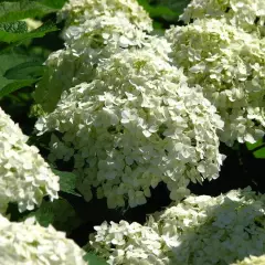 HYDRANGEA arborescens 'Incrediball'® - Hortensia boule blanc