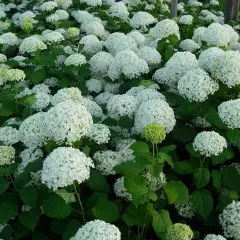 HYDRANGEA arborescens 'Incrediball'® - Hortensia boule blanc