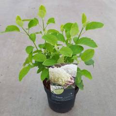 HYDRANGEA arborescens 'Incrediball'® - Hortensia boule blanc