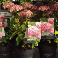 HYDRANGEA arborescens 'Invincibelle'® - Hortensia 'Pink Annabelle'