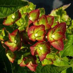 HYDRANGEA macrophylla 'Green Shadow'® - Hortensia