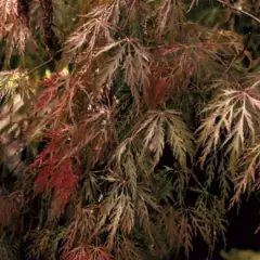 Érable du Japon 'Inaba-shidare' - Acer palmatum 'Inaba-shidare', érable japonais