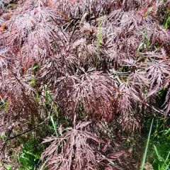 Érable du Japon 'Inaba-shidare' - Acer palmatum 'Inaba-shidare', érable japonais