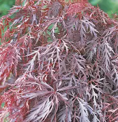 Érable du Japon 'Inaba-shidare' - Acer palmatum 'Inaba-shidare', érable japonais