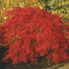 Érable du Japon 'Inaba-shidare' - Acer palmatum 'Inaba-shidare', érable japonais