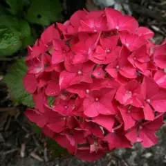 HYDRANGEA macrophylla 'Alpenglühen' - Hortensia