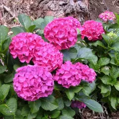 HYDRANGEA macrophylla 'Alpenglühen' - Hortensia