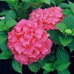 HYDRANGEA macrophylla 'Alpenglühen' - Hortensia