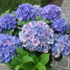 HYDRANGEA macrophylla 'Blauer Zwerg' - Hortensia