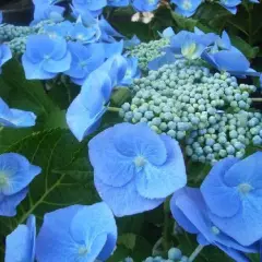 HYDRANGEA macrophylla 'Blaumeise' - Hortenia