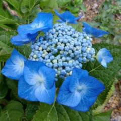 HYDRANGEA macrophylla 'Blaumeise' - Hortenia