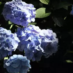 HYDRANGEA macrophylla 'Bodensee' - Hortensia