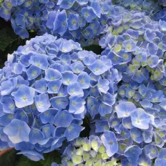 HYDRANGEA macrophylla 'Bodensee' - Hortensia