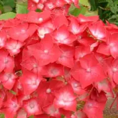 HYDRANGEA macrophylla 'Deutschland' - Hortensia