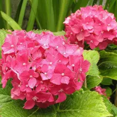 HYDRANGEA macrophylla 'Deutschland' - Hortensia