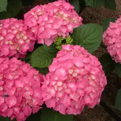 HYDRANGEA macrophylla 'Freudenstein' - Hortensia