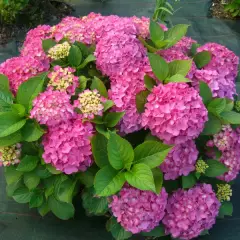 HYDRANGEA macrophylla 'Freudenstein' - Hortensia