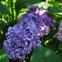 HYDRANGEA macrophylla 'Gertrude Glahn' - Hortensia