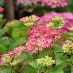 HYDRANGEA macrophylla 'Glowing Embers' - Hortensia