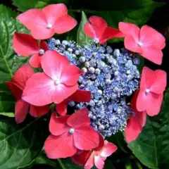 HYDRANGEA macrophylla 'Kardinal' - Hortensia