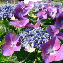 HYDRANGEA macrophylla 'Kardinal' - Hortensia