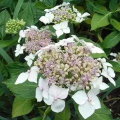 HYDRANGEA macrophylla 'Lanarth White' - Hortensia