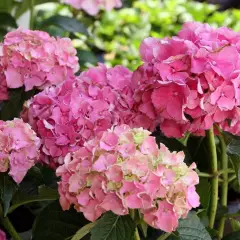 HYDRANGEA macrophylla 'Masja' - Hortensia