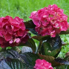 HYDRANGEA macrophylla 'Merveille Sanguine' - Hortensia