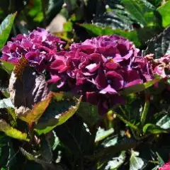 HYDRANGEA macrophylla 'Merveille Sanguine' - Hortensia