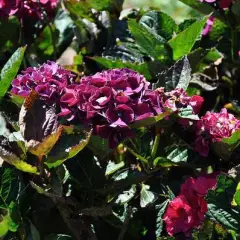 HYDRANGEA macrophylla 'Merveille Sanguine' - Hortensia