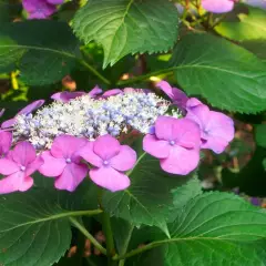 HYDRANGEA macrophylla 'Taube' - Hortensia