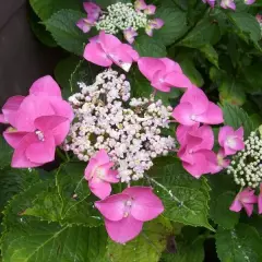 HYDRANGEA macrophylla 'Taube' - Hortensia