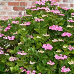 HYDRANGEA macrophylla 'Taube' - Hortensia