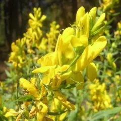 GENISTA tinctoria 'Royal Gold' - Genêt des teinturiers