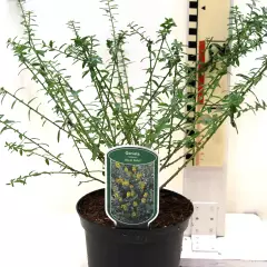 GENISTA tinctoria 'Royal Gold' - Genêt des teinturiers