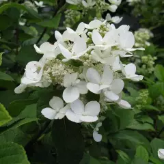 HYDRANGEA paniculata 'Dart's Little Dot' - Hortensia paniculé nain