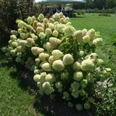 HYDRANGEA paniculata 'Little Lime'® - Hortensia paniculé nain