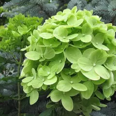 HYDRANGEA paniculata 'Little Lime'® - Hortensia paniculé nain