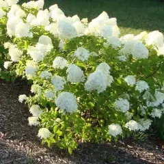 HYDRANGEA paniculata 'Little Lime'® - Hortensia paniculé nain