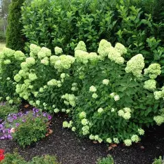 HYDRANGEA paniculata 'Little Lime'® - Hortensia paniculé nain