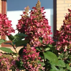 HYDRANGEA paniculata 'Wim's Red'® - Hortensia paniculé