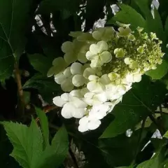 HYDRANGEA quercifolia 'Alice' - Hortensia à feuilles de chêne