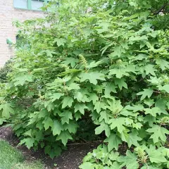 HYDRANGEA quercifolia 'Alice' - Hortensia à feuilles de chêne