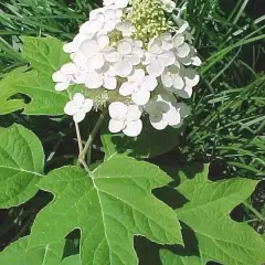 HYDRANGEA quercifolia 'Alice' - Hortensia à feuilles de chêne